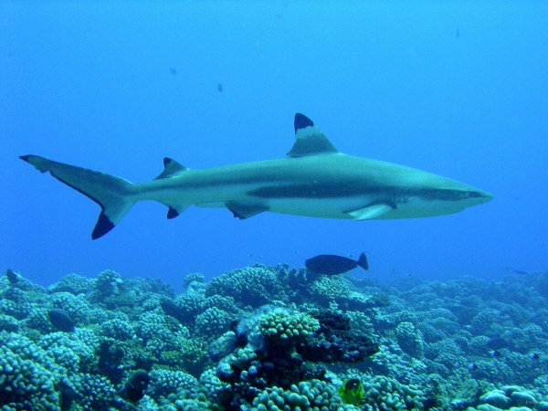 67- Requin pointe-noire 